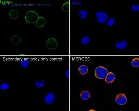 HUABIO HA721847 image 2