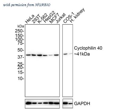 HUABIO HA721849 image 1