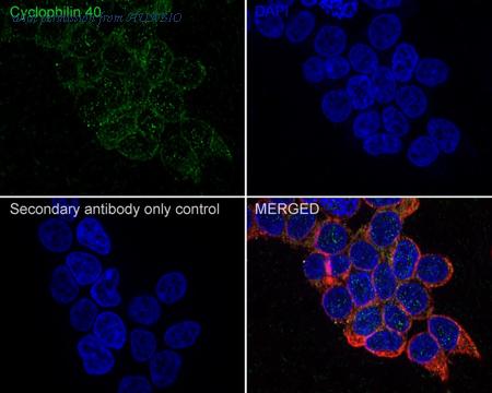 HUABIO HA721849 image 3