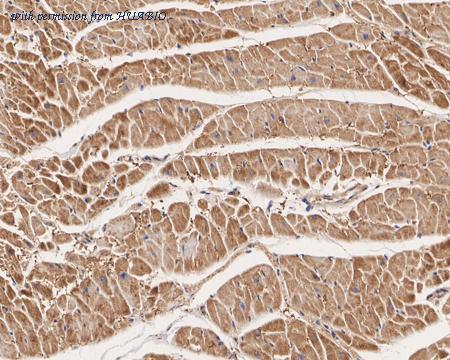 HUABIO HA721859 image 2