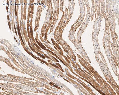 HUABIO HA721859 image 3