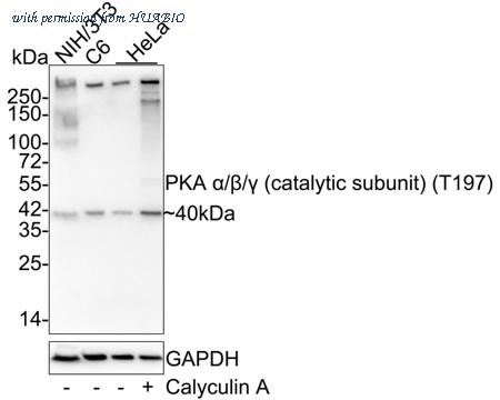 HUABIO HA721864 image 1