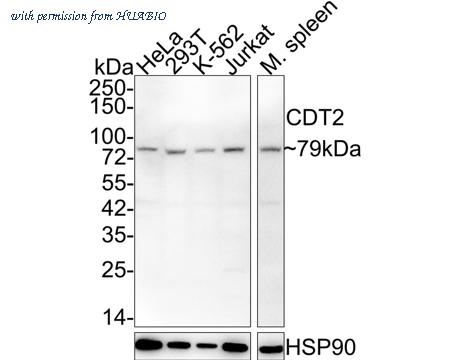 HUABIO HA721871 image 1