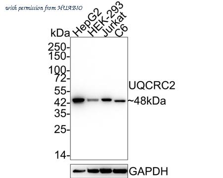 HUABIO HA721872 image 1