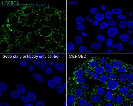HUABIO HA721872 image 2