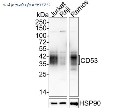 HUABIO HA721873 image 1