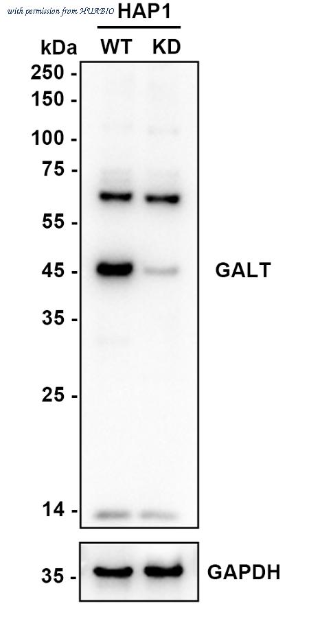 HUABIO HA721875 image 2