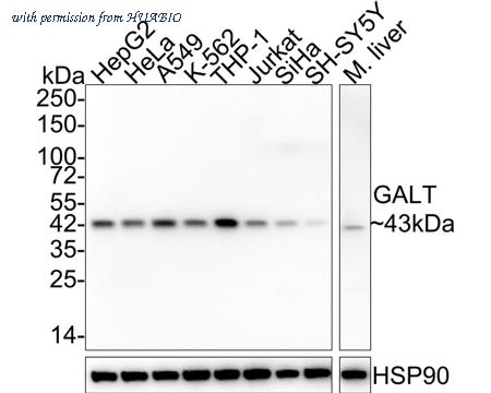 HUABIO HA721876 image 3