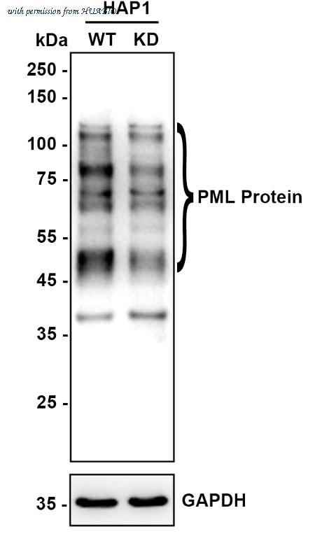 HUABIO HA721877 image 2