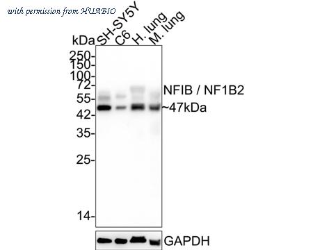 HUABIO HA721879 image 1