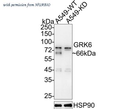 HUABIO HA721884 image 1