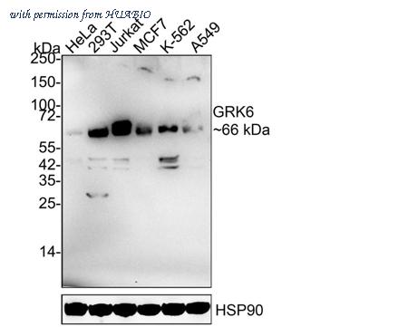 HUABIO HA721884 image 2