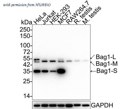 HUABIO HA721885 image 1