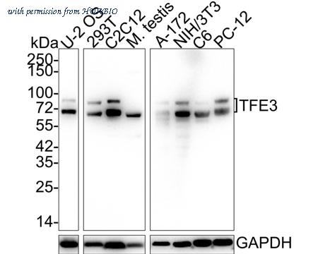 HUABIO HA721896 image 1