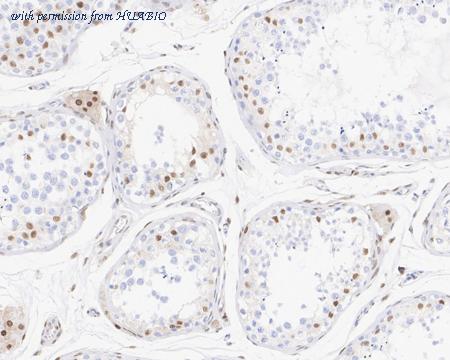 HUABIO HA721896 image 2