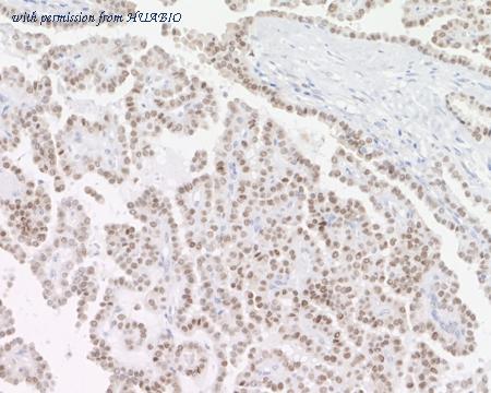 HUABIO HA721896 image 3