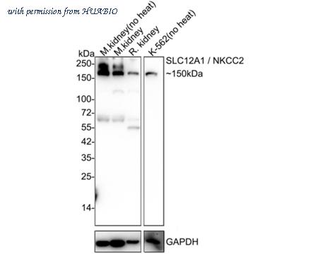 HUABIO HA721906 image 1