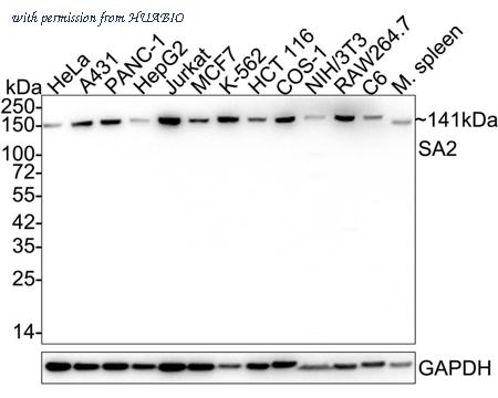 HUABIO HA721908 image 1