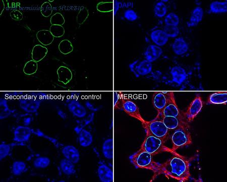 HUABIO HA721912 image 3