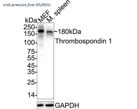 HUABIO HA721916 image 1