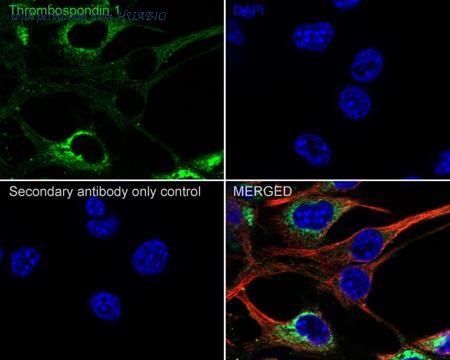 HUABIO HA721916 image 3