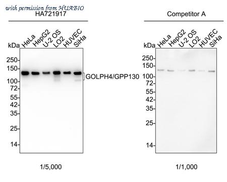 HUABIO HA721917 image 1