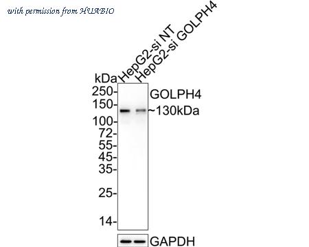 HUABIO HA721917 image 2