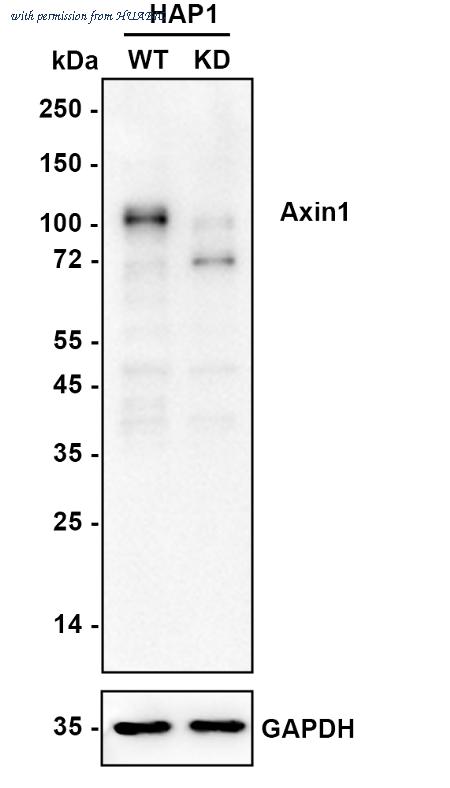 HUABIO HA721919 image 2