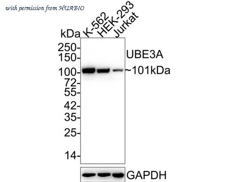 HUABIO HA721921 image 1