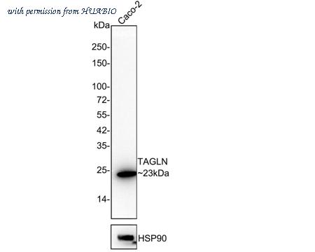 HUABIO HA721928 image 1
