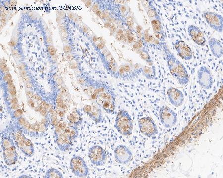 HUABIO HA721928 image 3