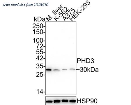 HUABIO HA721929 image 1