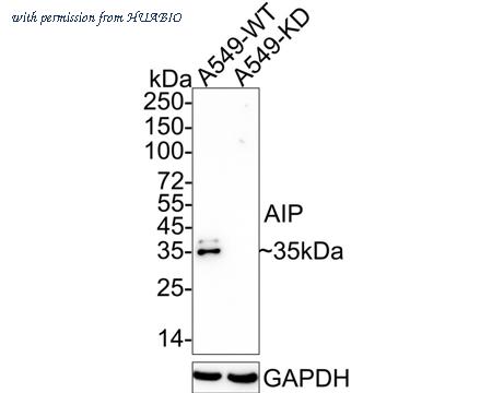 HUABIO HA721945 image 2