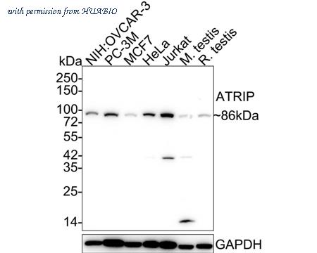 HUABIO HA721947 image 1