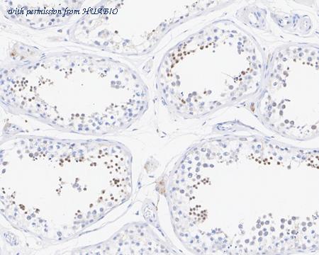 HUABIO HA721947 image 3