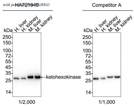 HUABIO HA721949 image 1