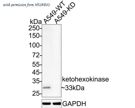 HUABIO HA721949 image 2
