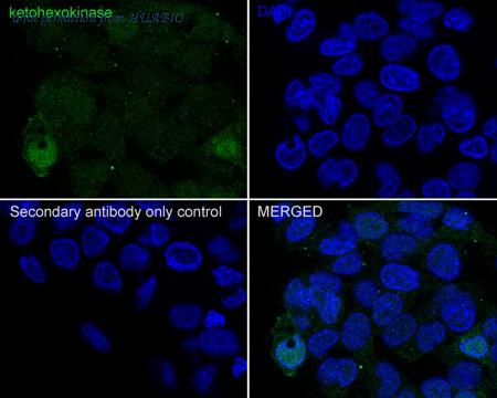 HUABIO HA721949 image 3