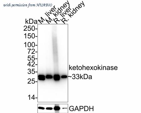 HUABIO HA721950 image 2