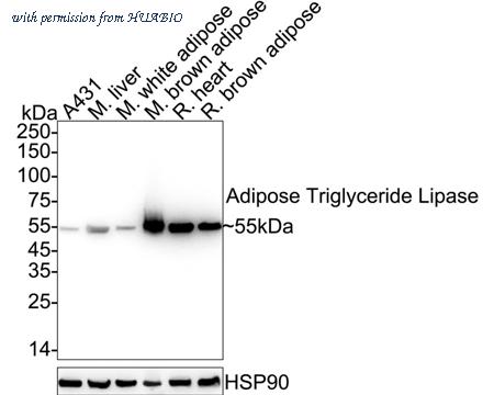 HUABIO HA721951 image 2