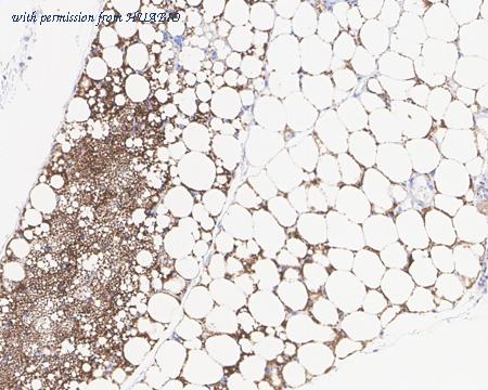 HUABIO HA721951 image 3