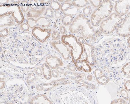 HUABIO HA721952 image 3