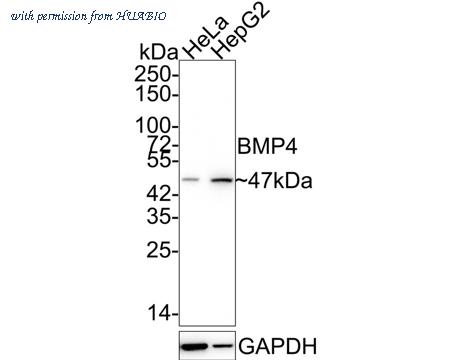 HUABIO HA721953 image 1