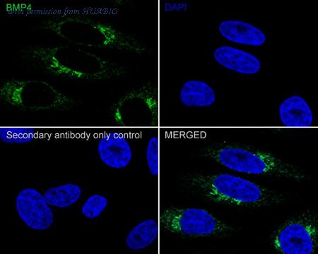 HUABIO HA721953 image 2