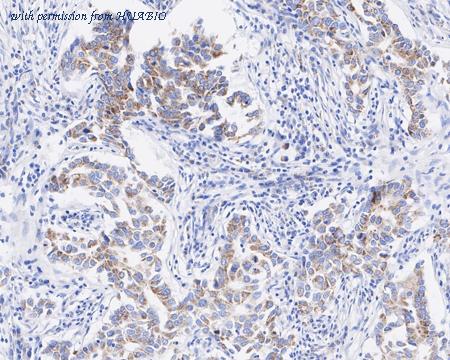 HUABIO HA721953 image 3