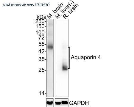 HUABIO HA721954 image 1