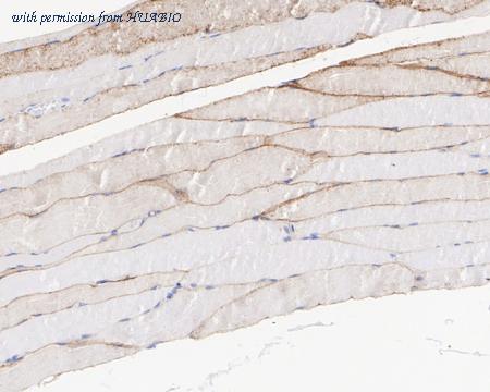 HUABIO HA721954 image 3