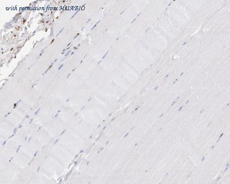 HUABIO HA721960 image 2