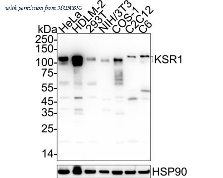 HUABIO HA721963 image 1