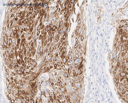 HUABIO HA721963 image 2